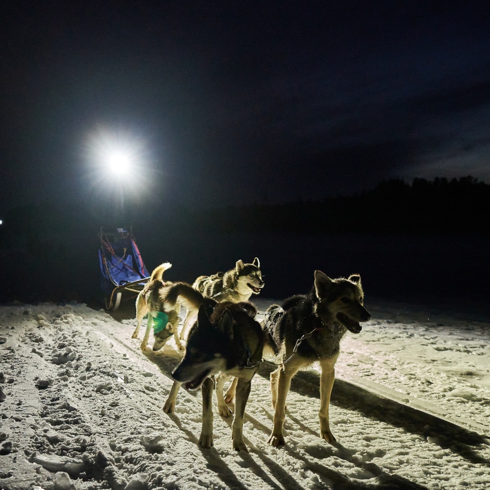 Huskyspuren im Reisa-Tal